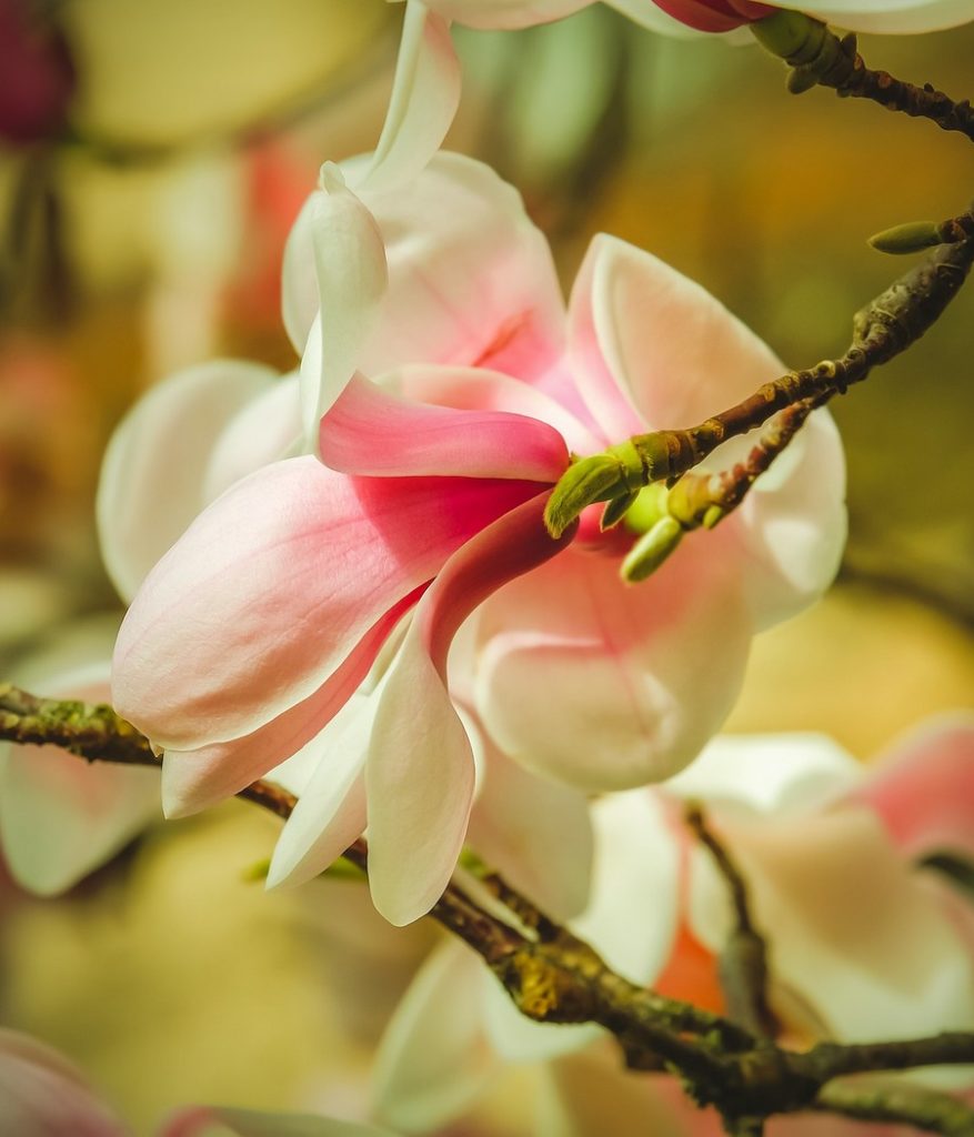 magnolia-4825287_1920