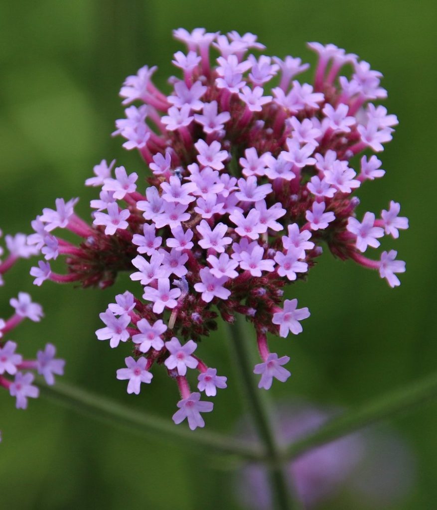 umbel-897907_1920